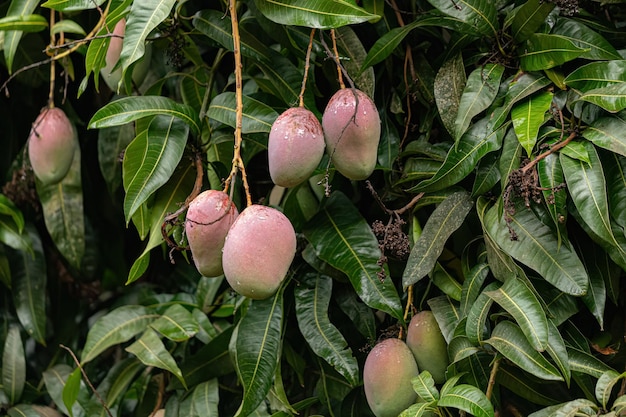 Albero di mango con frutti