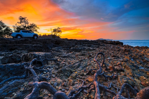 albero di mangrovie sulla spiaggia bellezza tramonto sulla spiaggia