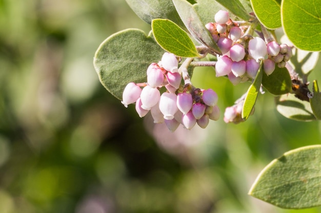 Albero di Manzanita fiori rosa California