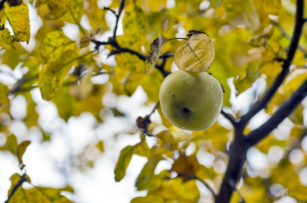 Albero di mele. Autunno