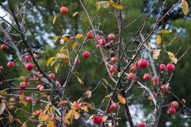 Albero di mele con frutti autunnali di mele