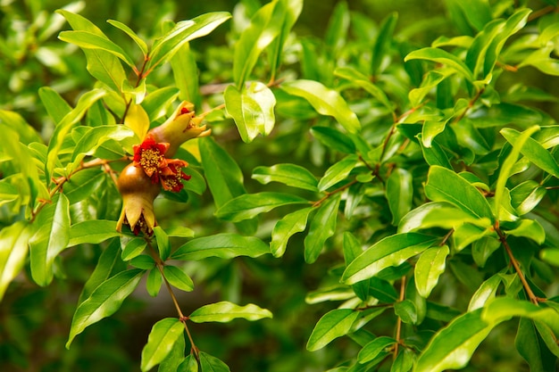 Albero di melograno con piccoli frutti, albero selvatico. Copia spazio.