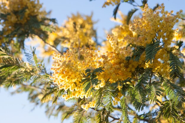 Albero di mimosa con fiori gialli