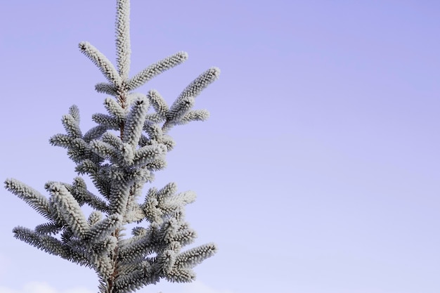 albero di natale con neve nella foresta invernale