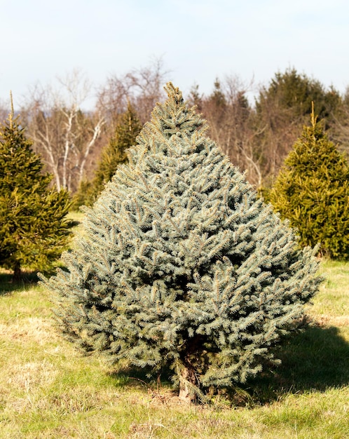 Albero di Natale di Fraser Fir in fattoria