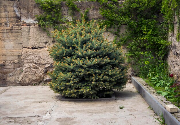 albero di Natale in giardino