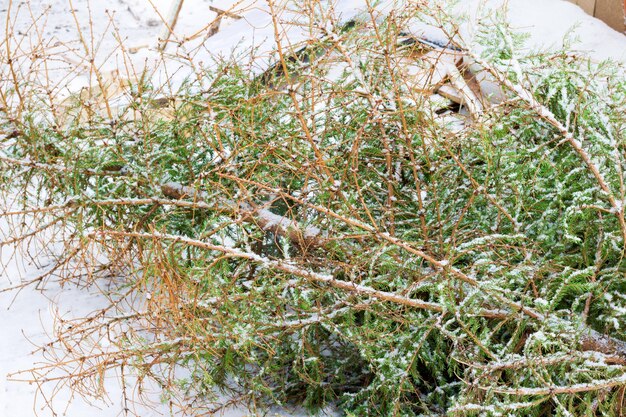 Albero di Natale nel cestino dopo la celebrazione del nuovo anno. Legno usato sul bidone della spazzatura