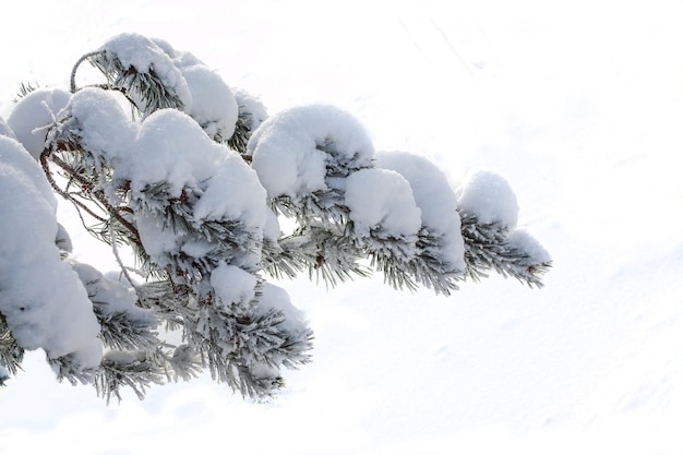 Albero di Natale nella neve isolato su una cartolina d'auguri bianca del fondo