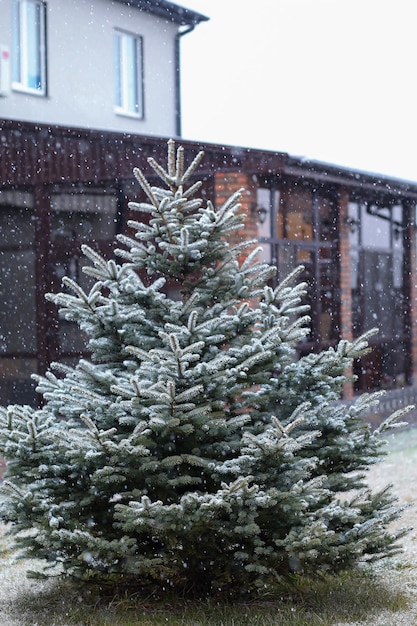 Albero di Natale sullo sfondo di una casa con gazebo