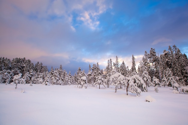 Albero di neve bellissimo paesaggio invernale