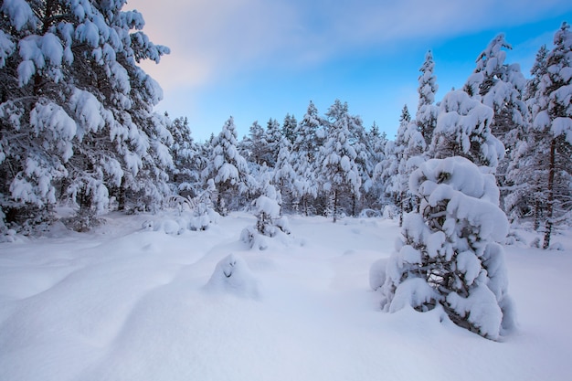 Albero di neve bellissimo paesaggio invernale