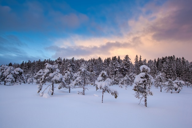 Albero di neve bellissimo paesaggio invernale