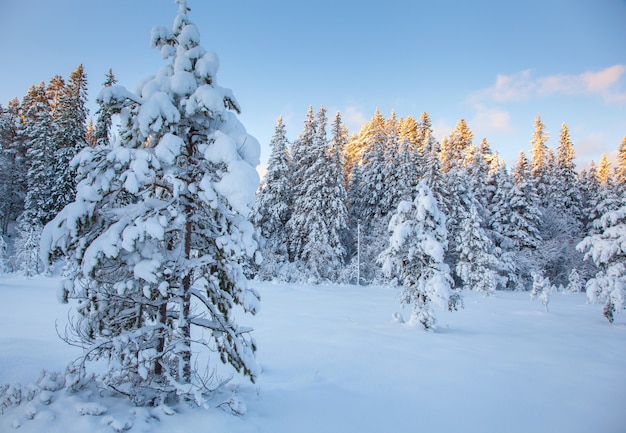 Albero di neve bellissimo paesaggio invernale