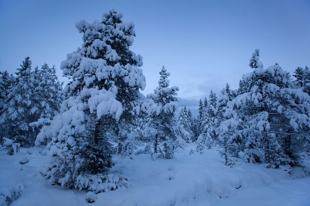 Albero di neve bellissimo paesaggio invernale