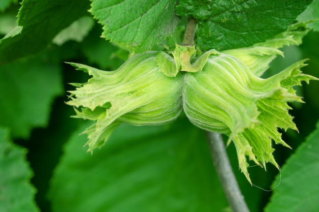 Albero di nocciole (Corylus avellana)