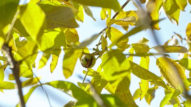 Albero di noce con raccolta di frutta di noce matura sul ramo