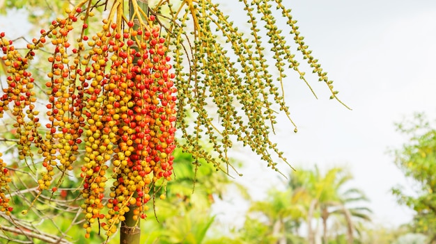 Albero di noce di betel in un giardino.