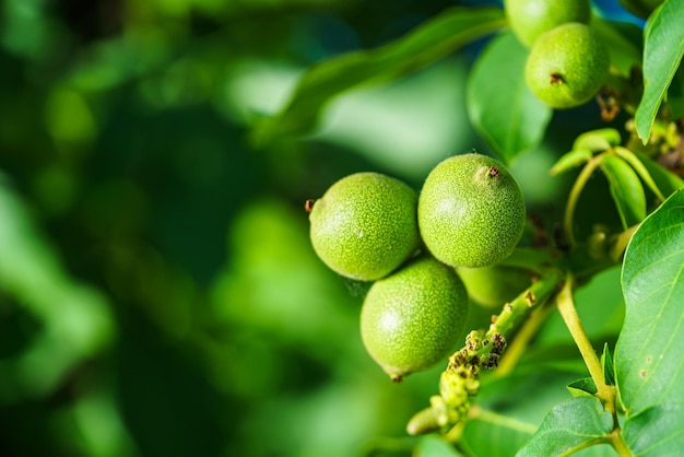 Albero di noce Ramo di noce Noci verdi Noci acerbe