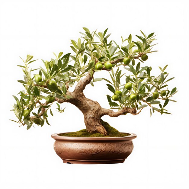Albero di olivo bonsai isolato vaso di terracotta foglie allungate Mediterraneo su bianco BG Giappone Arte cinese