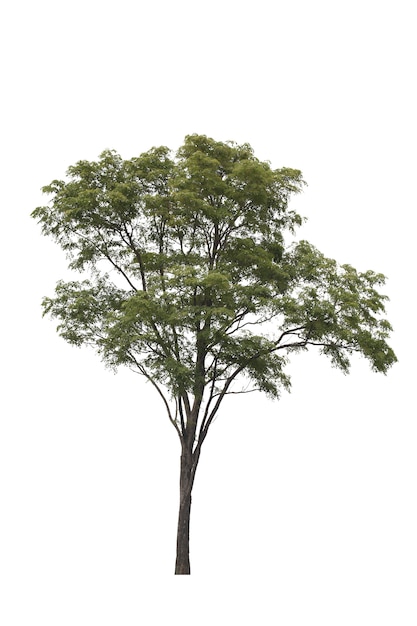 Albero di padauk della Birmania su bianco