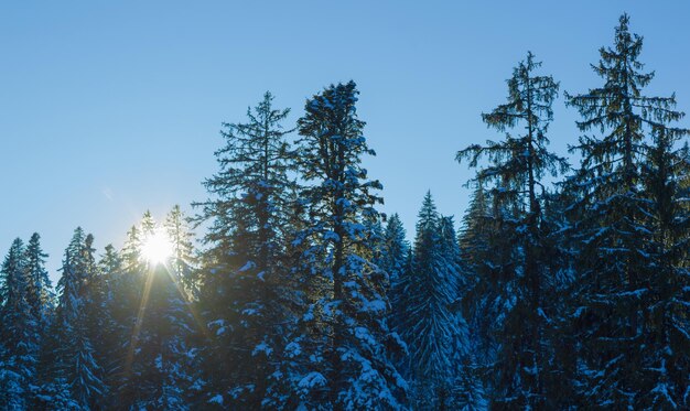 albero di paesaggio invernale coperto di neve fresca al tramonto