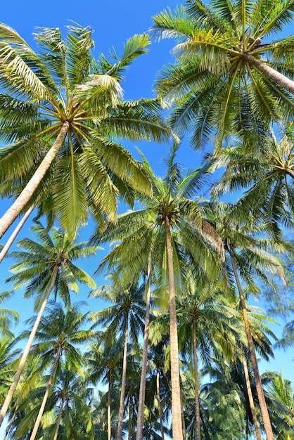 albero di palme