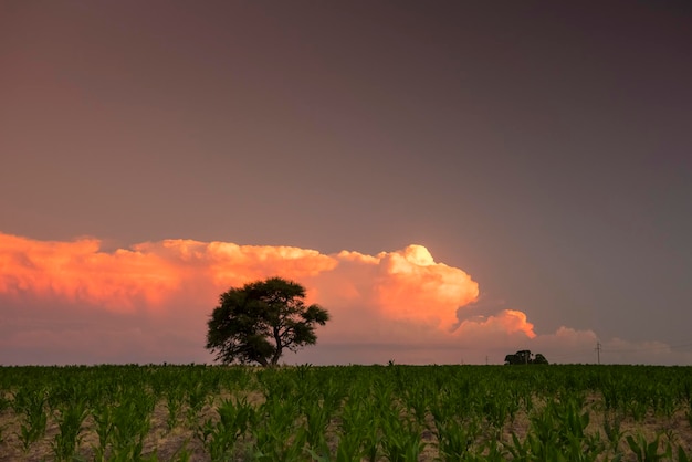 Albero di Pampas nel paesaggio rurale La Pampa Provincia Patagonia Argentina