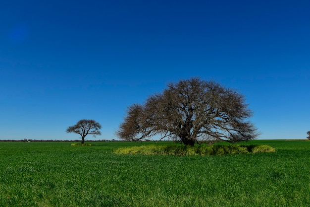 Albero di Pampas Paesaggio La Pampa provincia Patagonia Argentina