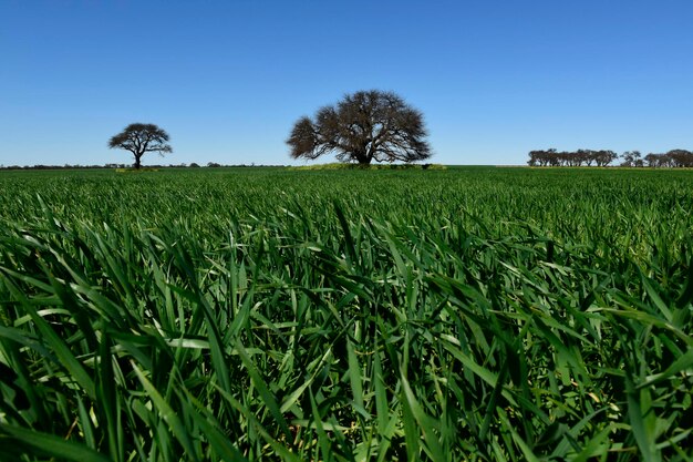 Albero di Pampas Paesaggio La Pampa provincia Patagonia Argentina