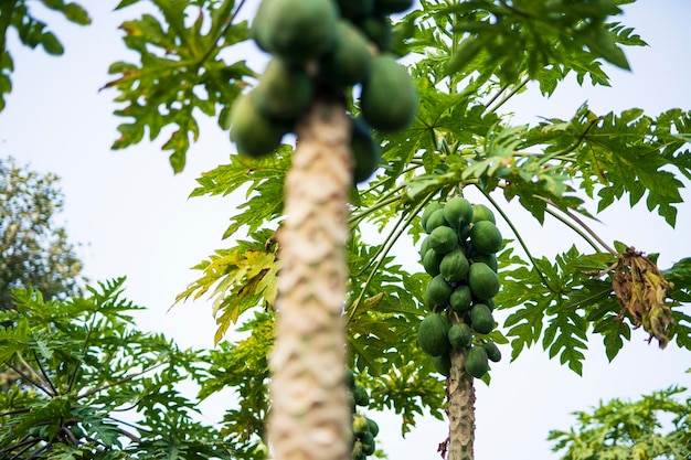 Albero di papaia nel campo