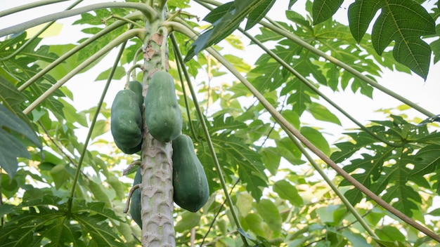 Albero di papaia nel frutteto