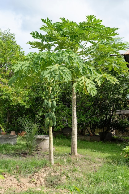 Albero di papaia nell'area del cortile. Papaia verde sull'albero.