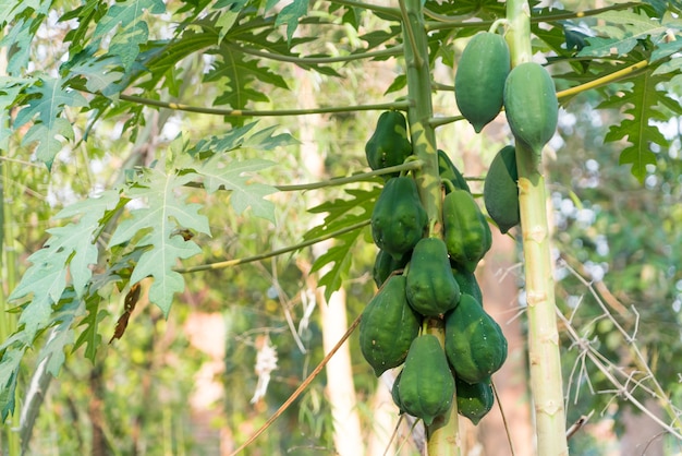 Albero di papaia verde fresco con il mazzo di frutti su sfondi sfocati