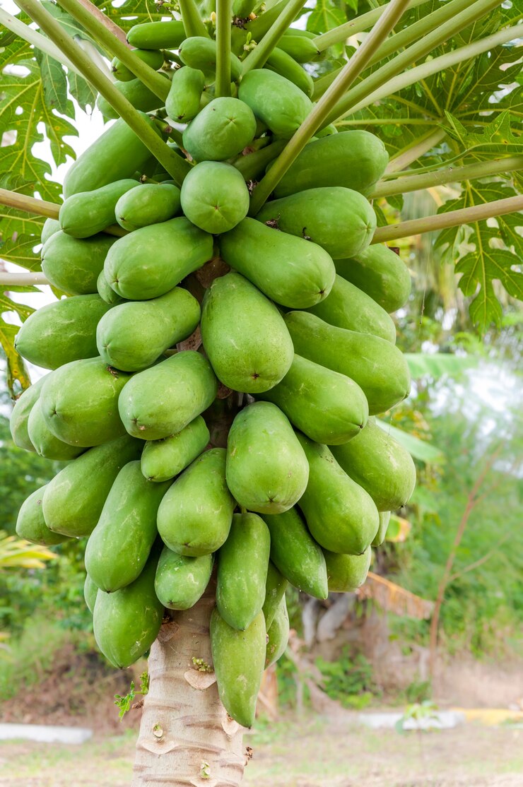 albero di papaia