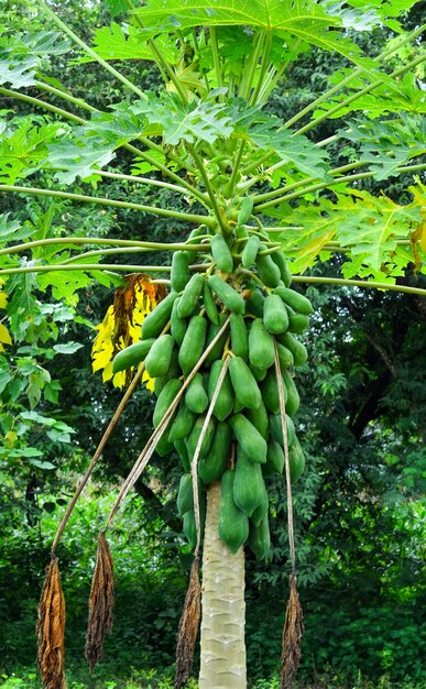 Albero di papaia