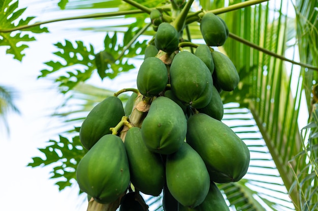 albero di papaia