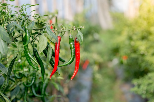 albero di peperoncino asiatico in giardino