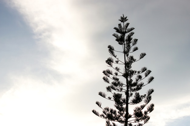 Albero di pino con cielo nuvoloso. Stile silhouette