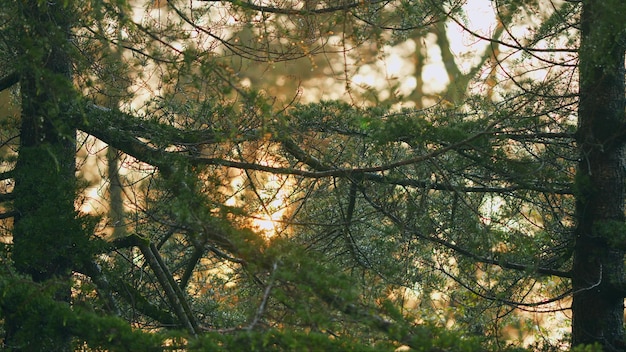 Albero di pino con gocce d'acqua all'alba o al tramonto ramo di pino dopo la pioggia retroilluminato dal sole dorato