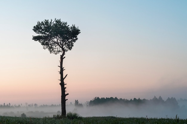 albero di pino contro il cielo all'alba e una foresta nella nebbia