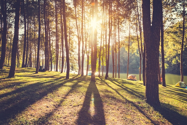 albero di pino e luce del sole mattina nella foresta