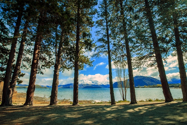 albero di pino nel parco pubblico lago wanaka terra del sud Nuova Zelanda