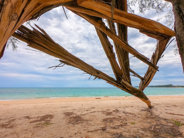 Albero di pino rotto sulla spiaggia.