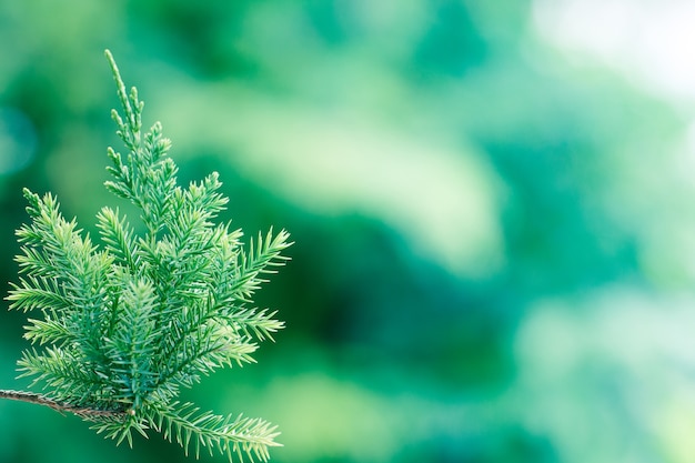 Albero di pino, sfondo ginepro sempreverde. Carta da parati di Natale e di inverno