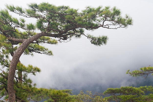 Albero di pino sulla cima della montagna