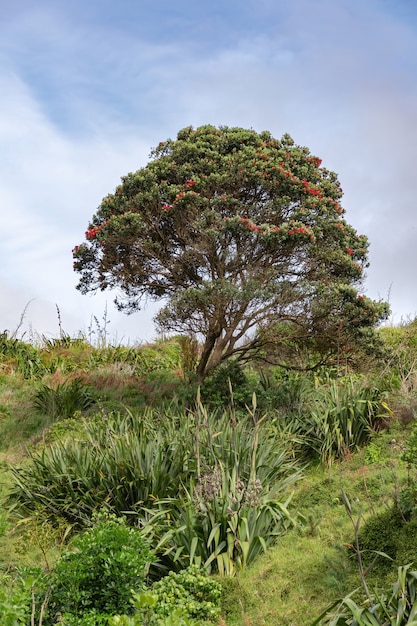 Albero di pohutukawa in fiore