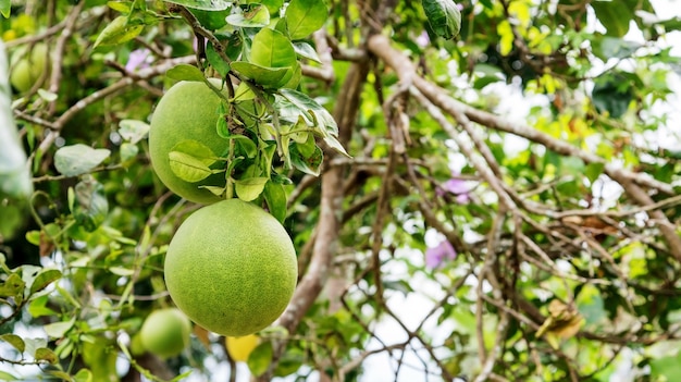 Albero di pomelo in un frutteto