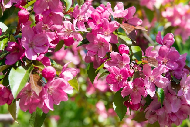 Albero di primavera con fiori rosa. Bordo primaverile o arte di sfondo con fiore rosa.