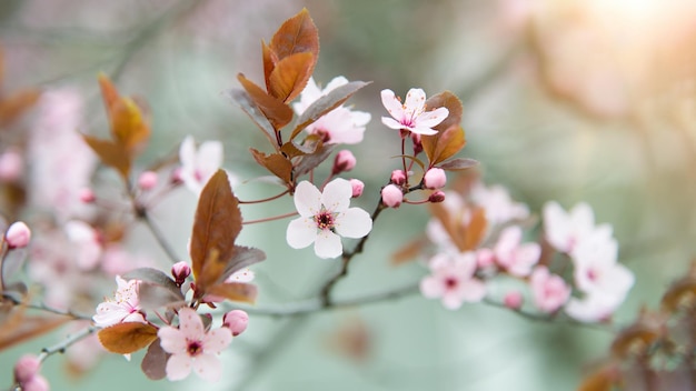 Albero di primavera con fiori rosa. Bordo primaverile o arte di sfondo con fiore rosa.