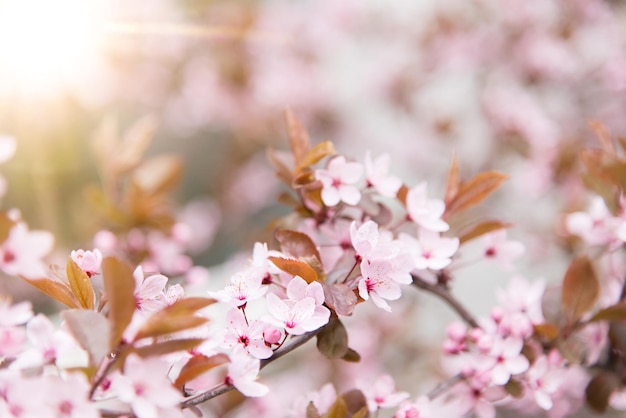 Albero di primavera con fiori rosa. Bordo primaverile o arte di sfondo con fiore rosa.